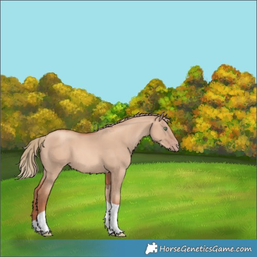 Horse Color:Gold Champagne Dun Tobiano 