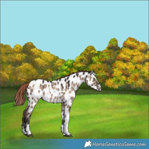 Horse Color:Liver Red Dun Sabino Tobiano Near Leopard Brindle