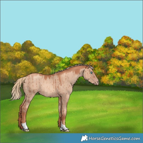Horse Color:Gold Champagne Dun Tobiano Brindle