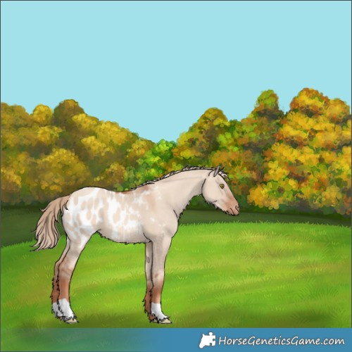 Horse Color:Gold Champagne Dun Near Leopard