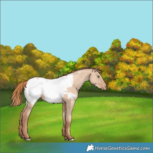 Horse Color:Gold Champagne Dun Near Fewspot