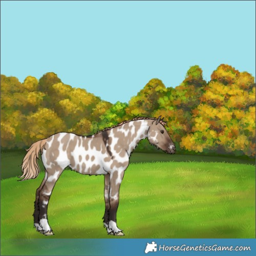 Horse Color:Liver Red Dun Near Leopard