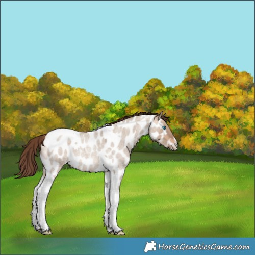 Horse Color:Sable Champagne Roan Dun Tobiano Near Leopard 
