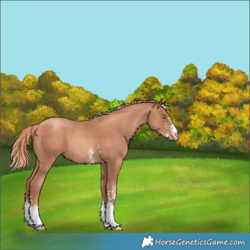Horse Color:Gold Champagne Sabino Tobiano Varnish