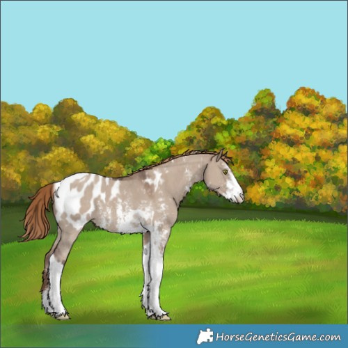 Horse Color:Liver Red Dun Sabino Tobiano Blanket