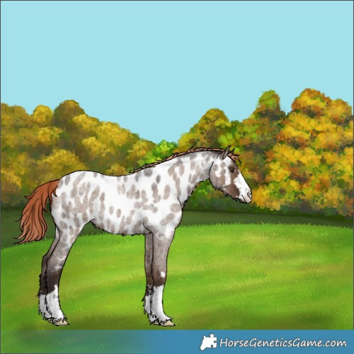 Horse Color:Liver Red Dun Roan Near Leopard Brindle 