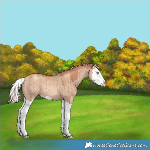 Horse Color:Gold Champagne Dun Splash Brindle 