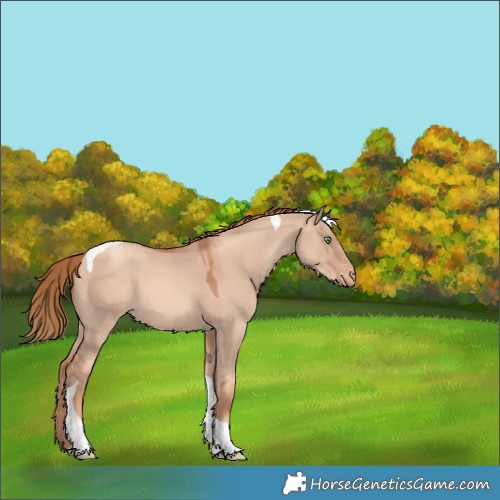 Horse Color:Gold Champagne Dun Tobiano Varnish 
