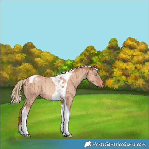 Horse Color:Gold Champagne Dun Tobiano Varnish Brindle
