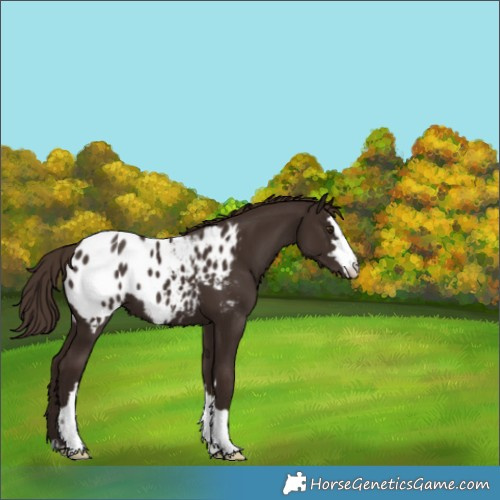 Horse Color:Liver Chestnut Blanket