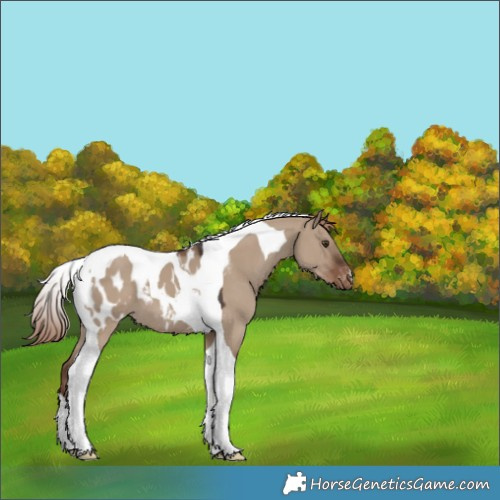 Horse Color:Liver Red Dun Tobiano Appaloosa 