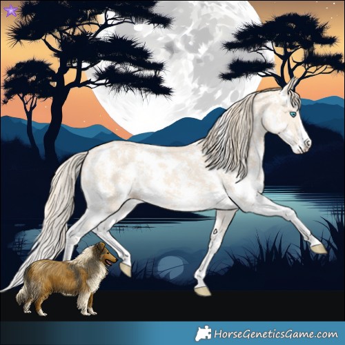 Horse Color:Perlino Sabino  and Perlino Sabino Splash 