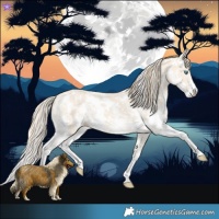 Horse Color:Perlino Sabino  and Perlino Sabino Splash 