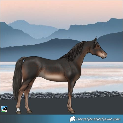 Horse Color:Liver Chestnut Rabicano