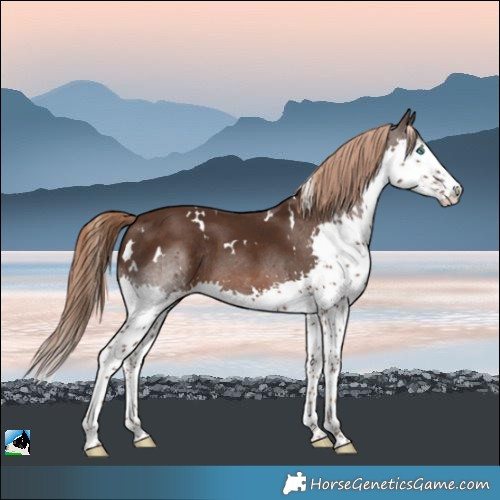 Horse Color:White Spotted Liver Chestnut Splash Tobiano Rabicano