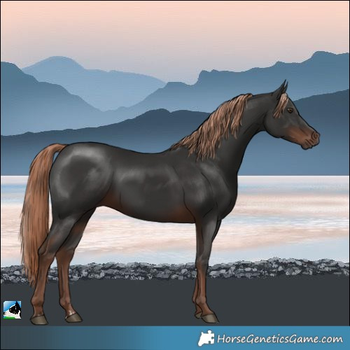 Horse Color:Liver Chestnut 