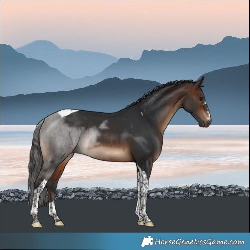 Horse Color:Brown Tobiano Rabicano