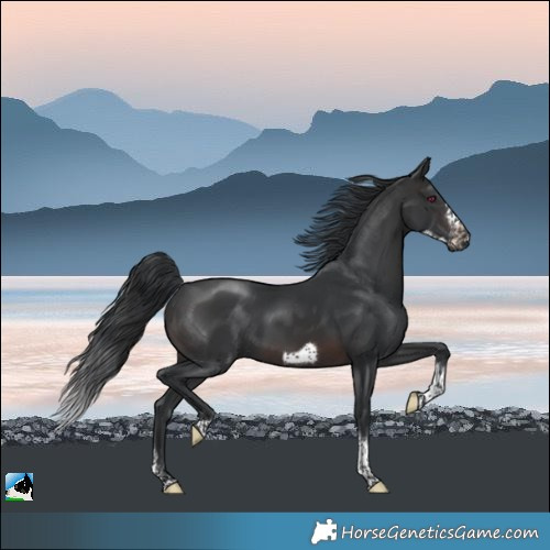 Horse Color:Brown Mushroom Sabino Tobiano Frame 