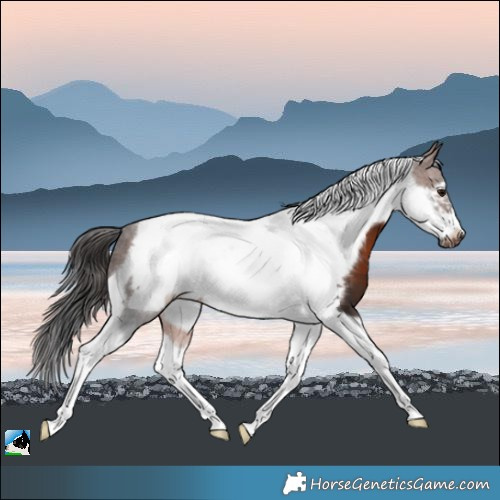 Horse Color:Brown Tobiano Frame