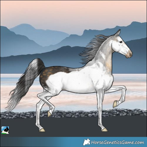 Horse Color:White Spotted Buckskin Sabino Splash Frame 