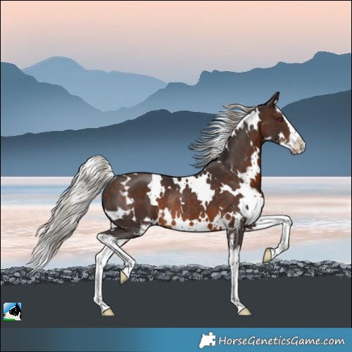 Horse Color:White Spotted Silver Brown Sabino Splash Rabicano 