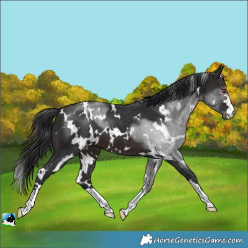 Horse Color:Unknown 