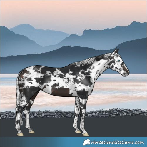 Horse Color:Brown Harlequin Merle