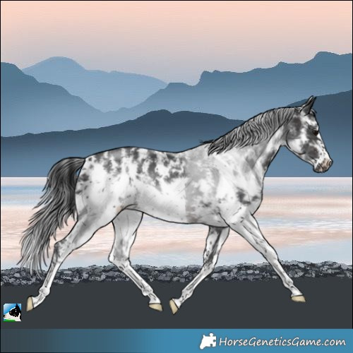 Horse Color:Brown Sabino Frame 