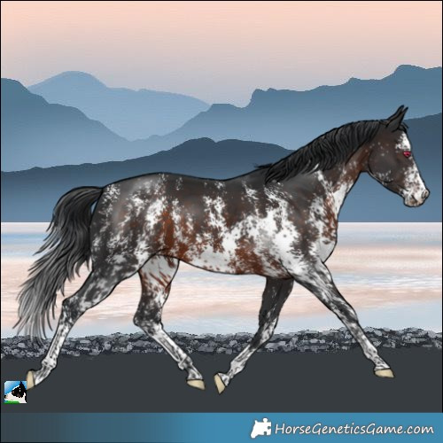 Horse Color:Brown Sabino 