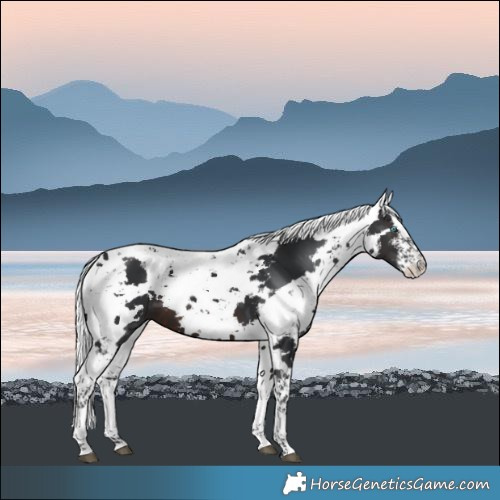 Horse Color:White Spotted Brown Harlequin Merle
