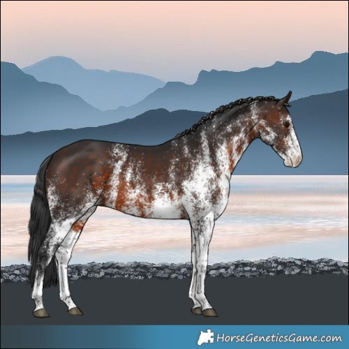 Horse Color:White Spotted Brown 