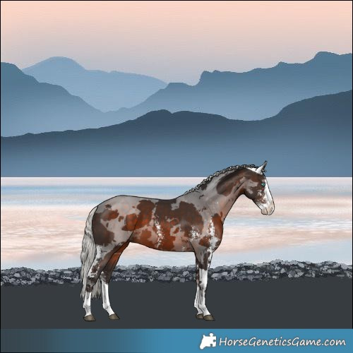Horse Color:Silver Brown Merle Sabino Splash 