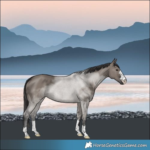 Horse Color:Smoky Grullo 