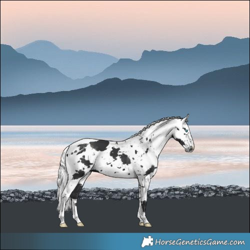 Horse Color:Black Harlequin Merle
