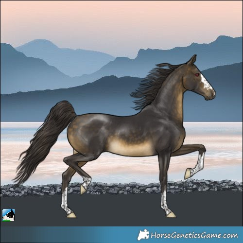 Horse Color:Buckskin