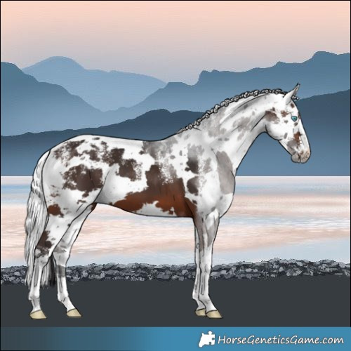 Horse Color:Powder White Brown Harlequin Merle