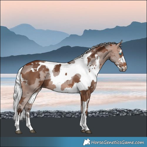 Horse Color:Silver Brown Merle