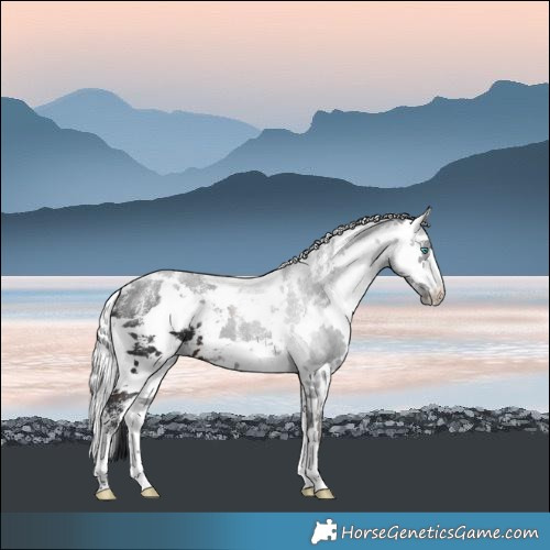 Horse Color:Powder White Brown Harlequin Merle