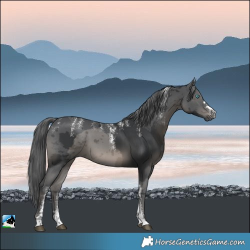 Horse Color:Powder White Black Merle