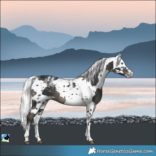 Horse Color:Powder White Black Harlequin Merle