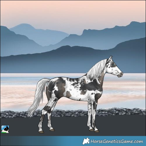 Horse Color:Powder White Black Harlequin Merle Rabicano