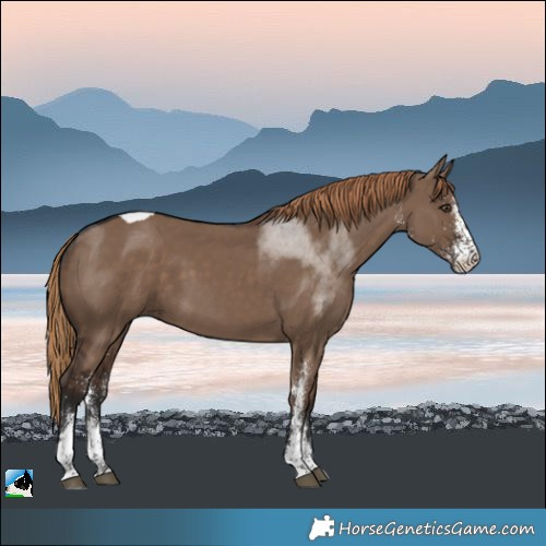 Horse Color:White Spotted Liver Red Dun Tobiano 