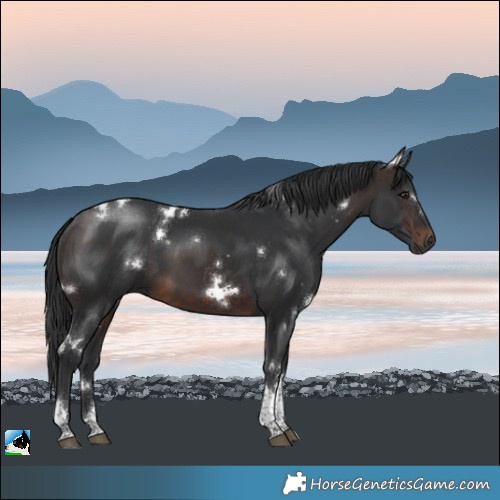 Horse Color:White Spotted Brown Tobiano Rabicano