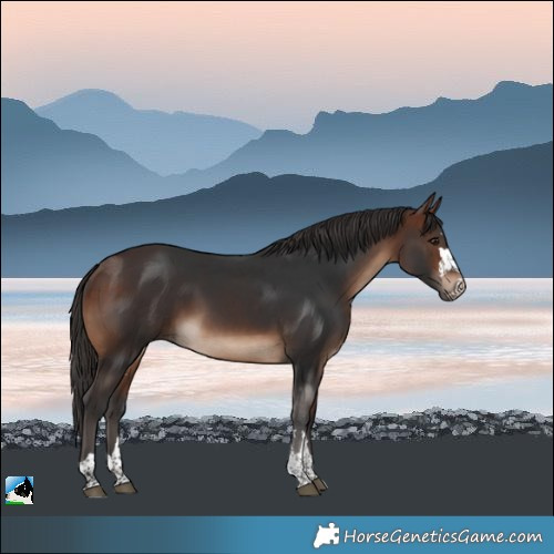 Horse Color:Brown 