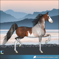 Horse Color:White Spotted Brown Splash Rabicano 