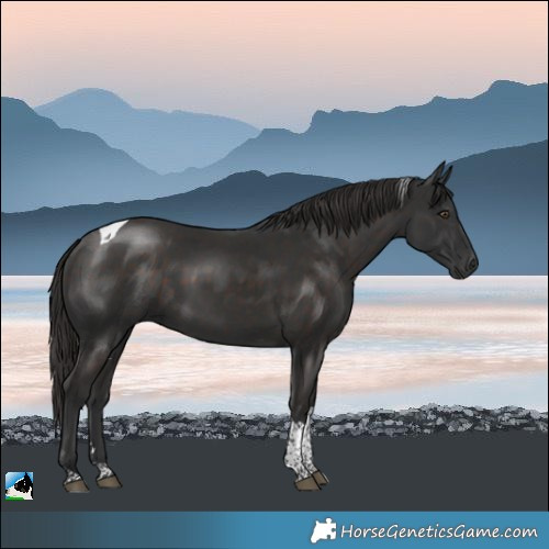 Horse Color:Liver Chestnut Tobiano