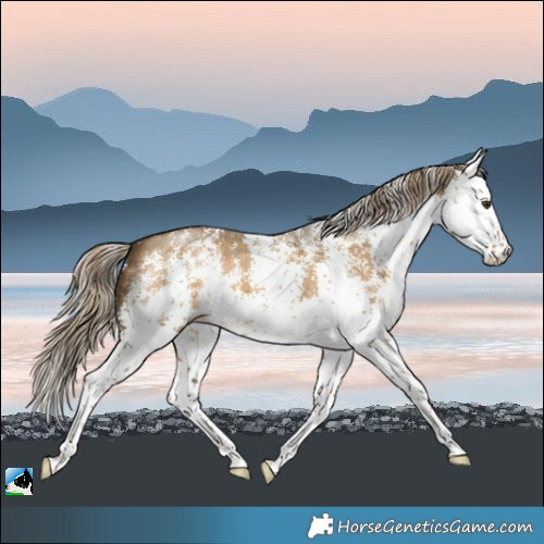 Horse Color:White Spotted Chocolate Palomino Dun Rabicano 