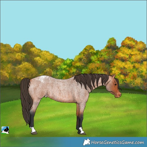 Horse Color:Bay Roan Appaloosa Rabicano