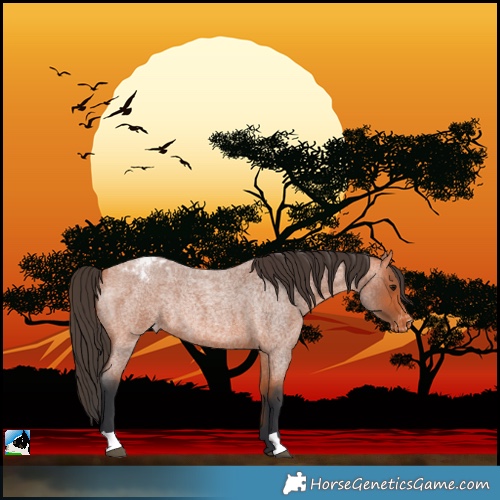 Horse Color:Bay Roan Blanket Rabicano