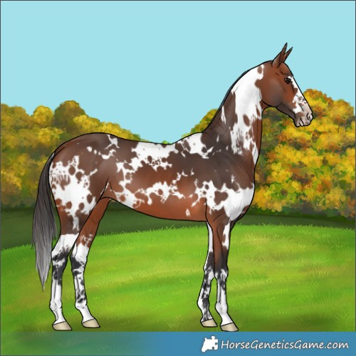 Horse Color:White Spotted Bay 
